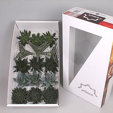 ALOE MIX WINCX BOX 10CM