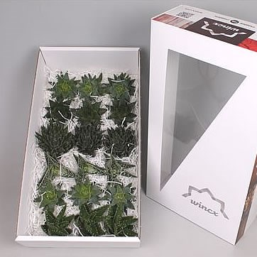 ALOE MIX WINCX BOX 9CM