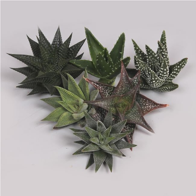ALOE MIXED 10cm (VARIETIES MAY VARY)