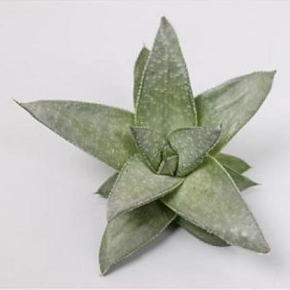 ALOE WONDER 9cm
