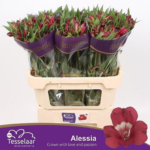 ALSTROEMERIA ALESSIA