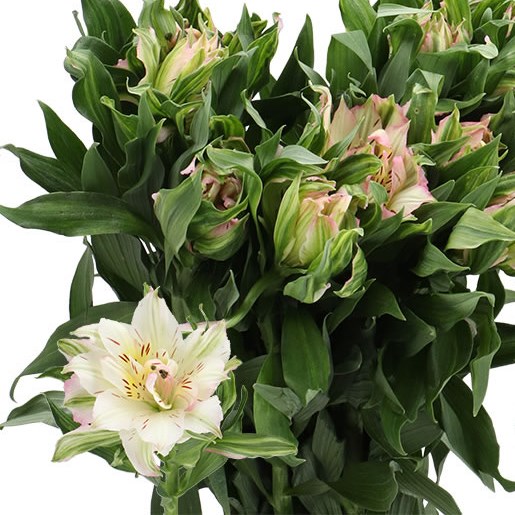ALSTROEMERIA ASTRONOVA THABIT