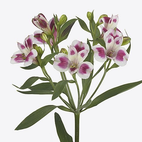 ALSTROEMERIA CANTONA