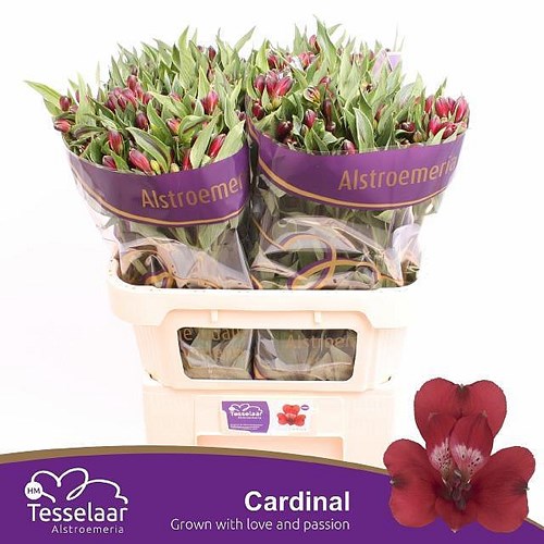 ALSTROEMERIA CARDINAL
