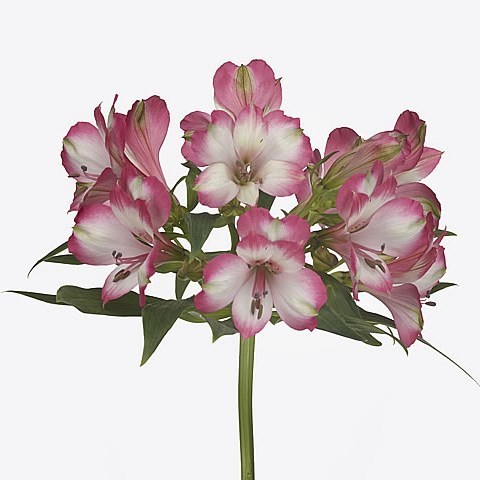 ALSTROEMERIA CASTILLO