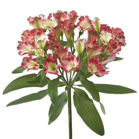 ALSTROEMERIA CHARMELIA BLUSH