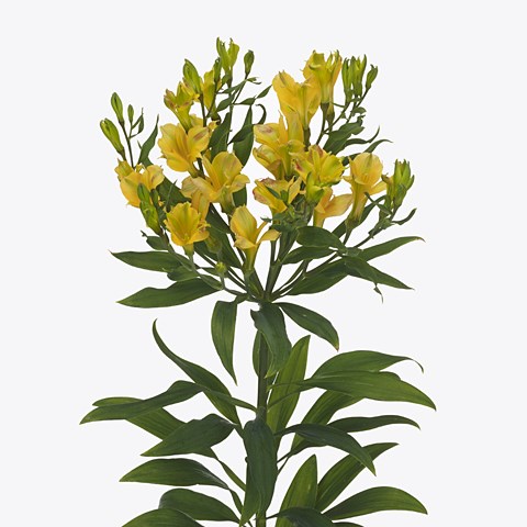 ALSTROEMERIA CHARMELIA YELLOW (SPRAY)