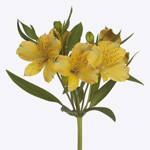 ALSTROEMERIA COPACOBANA