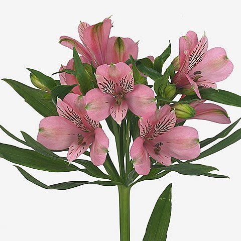ALSTROEMERIA ELEGANCE