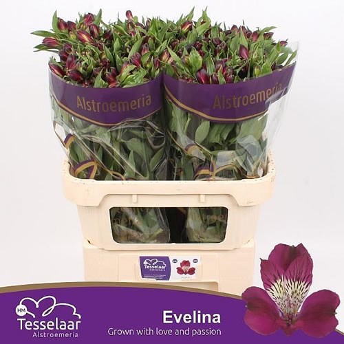 ALSTROEMERIA EVELINA