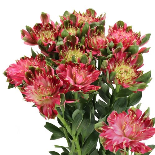 ALSTROEMERIA FASHIONISTA SOFIENA (SINGLE HEADS)