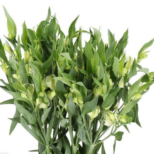ALSTROEMERIA FLORINCA ALBA