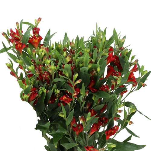 ALSTROEMERIA FLORINCA CAMPARI
