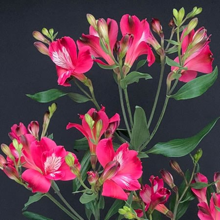 ALSTROEMERIA FLORINCA CHERRY