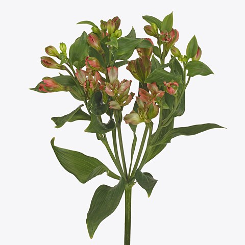 ALSTROEMERIA FLORINCA CORAL