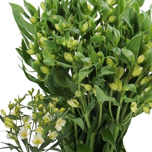ALSTROEMERIA FLORINCA PINOT