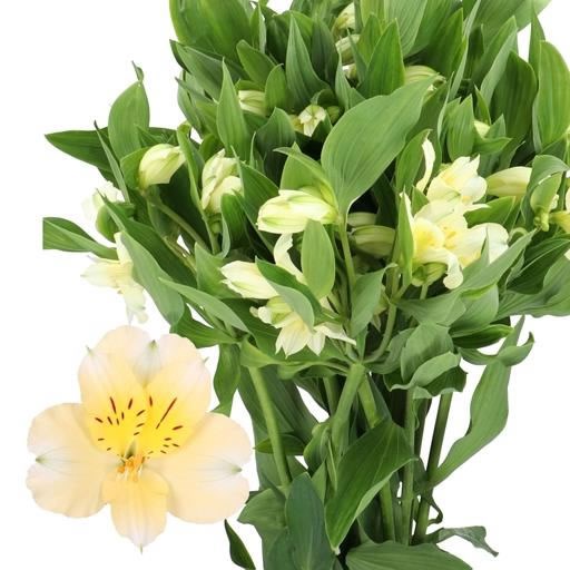 ALSTROEMERIA GIGI CREAM