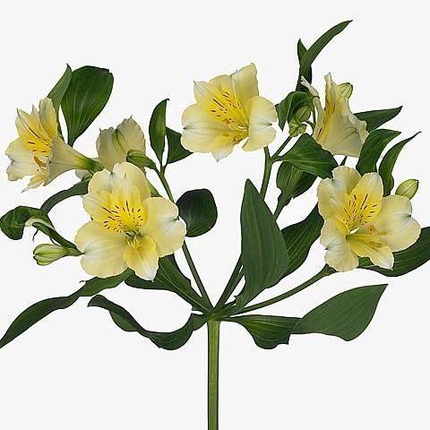 ALSTROEMERIA GIGI CREAM