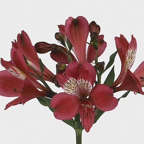 ALSTROEMERIA GRANADA