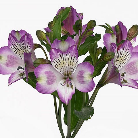 ALSTROEMERIA HAWAIIAN DREAM