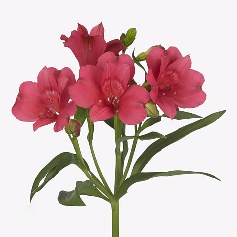ALSTROEMERIA HEARTBREAKER