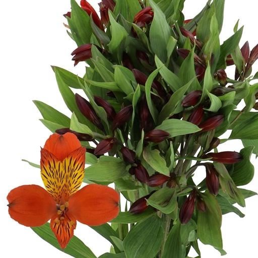 ALSTROEMERIA HIPHOP