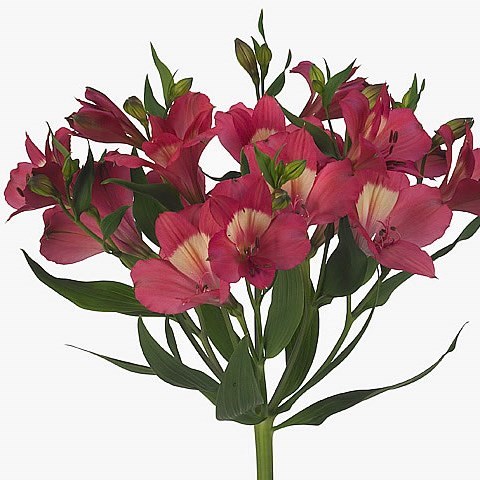 ALSTROEMERIA INTENZ PINK