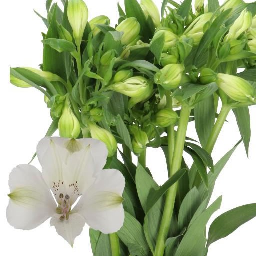 ALSTROEMERIA KENSI