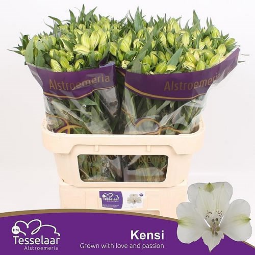 ALSTROEMERIA KENSI