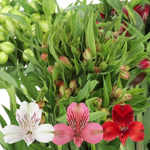 ALSTROEMERIA MIX