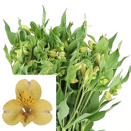 ALSTROEMERIA MORNING STAR