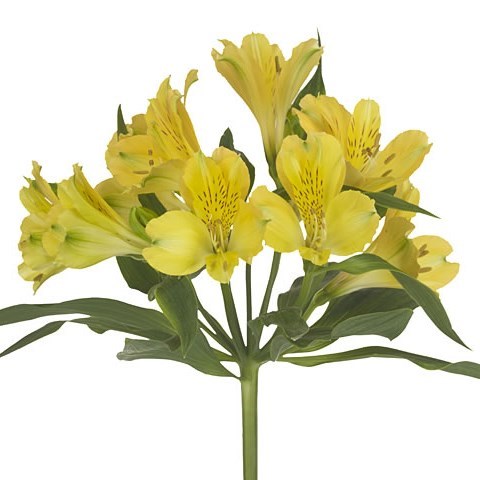 ALSTROEMERIA NALANI