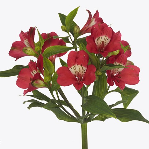 ALSTROEMERIA NENA