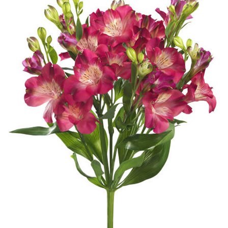 ALSTROEMERIA NOA