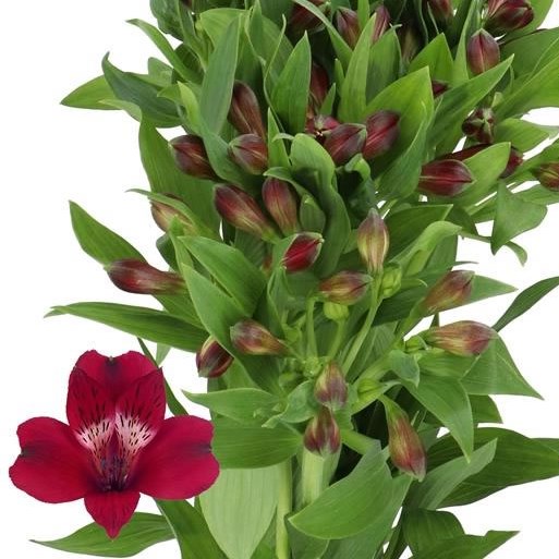 ALSTROEMERIA NOIZE
