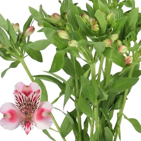 ALSTROEMERIA PANORAMA