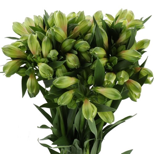 ALSTROEMERIA PERNILLIA