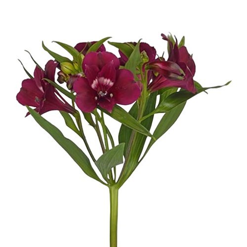 ALSTROEMERIA PURPLE CANDY