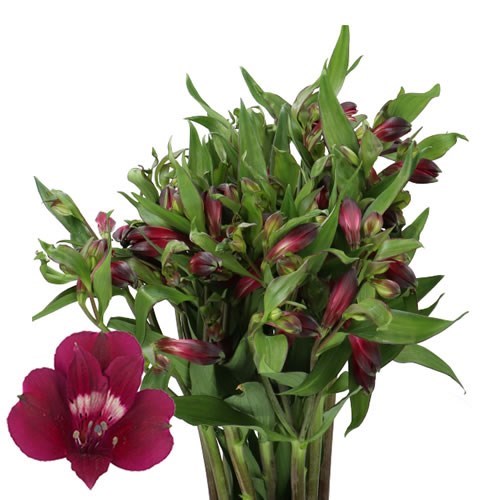 ALSTROEMERIA PURPLE CANDY