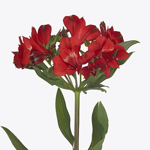 ALSTROEMERIA ROCKSTAR