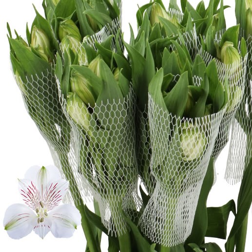 ALSTROEMERIA SIBERIA
