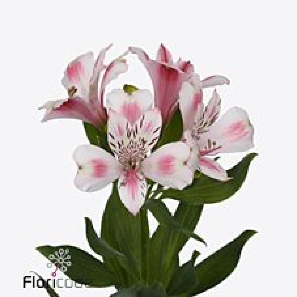 ALSTROEMERIA SORBET