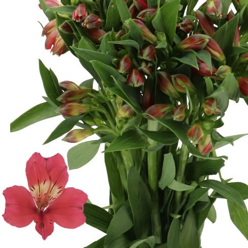 ALSTROEMERIA TANIA