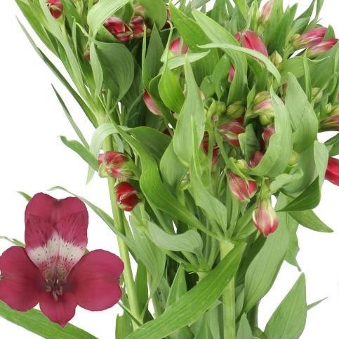ALSTROEMERIA TARA