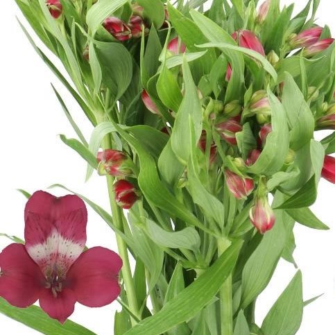 ALSTROEMERIA TARA