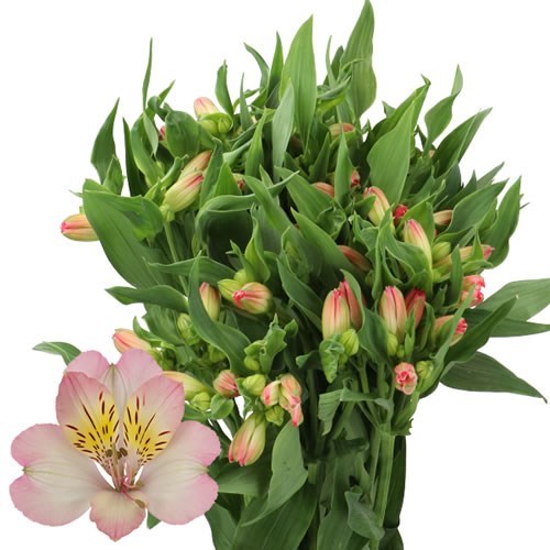 ALSTROEMERIA TRUE DREAM