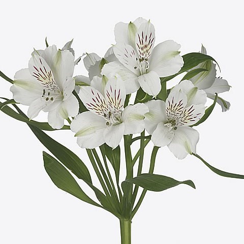 ALSTROEMERIA VIRGINIA
