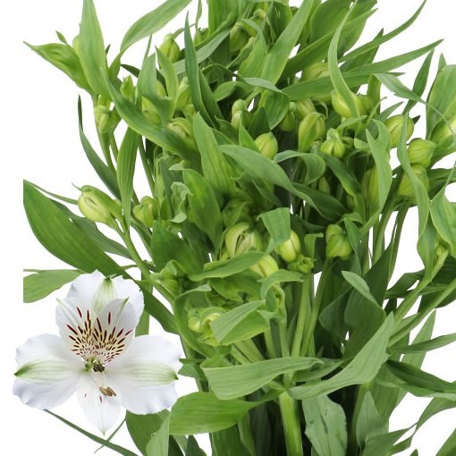 ALSTROEMERIA VIRGINIA