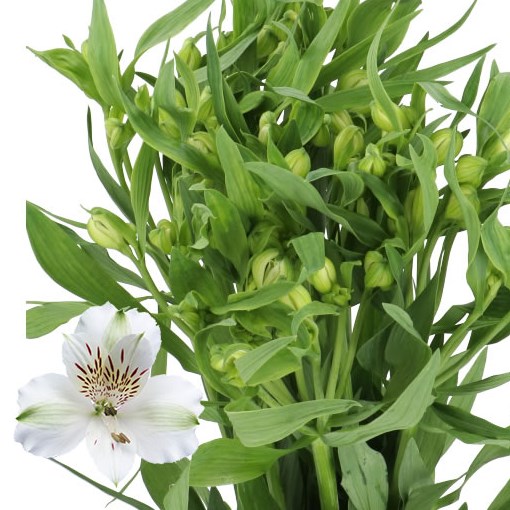 ALSTROEMERIA VIRGINIA