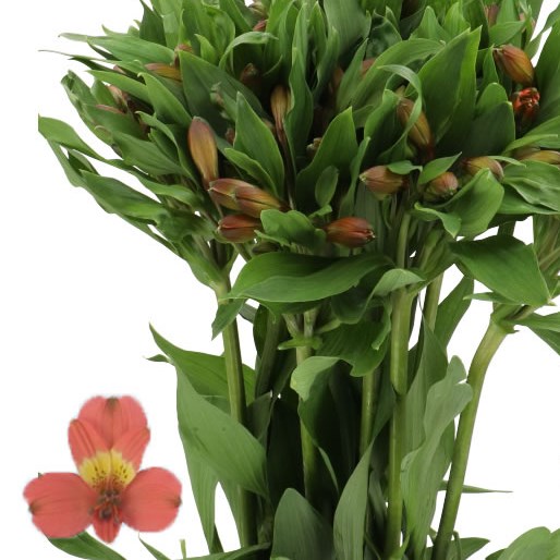 ALSTROEMERIA VIXEN
